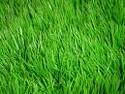 Green, Lush Lawn